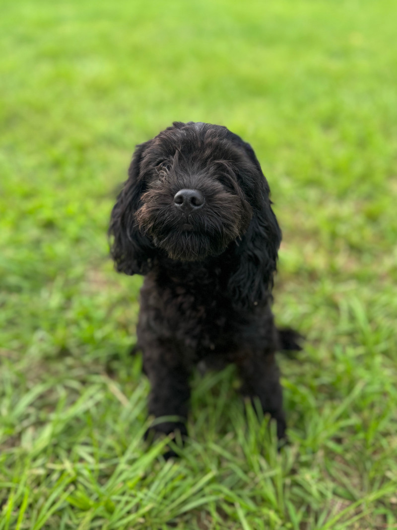 Papaya, an adoptable Cockapoo, Mixed Breed in Berkeley Heights, NJ, 07922 | Photo Image 2