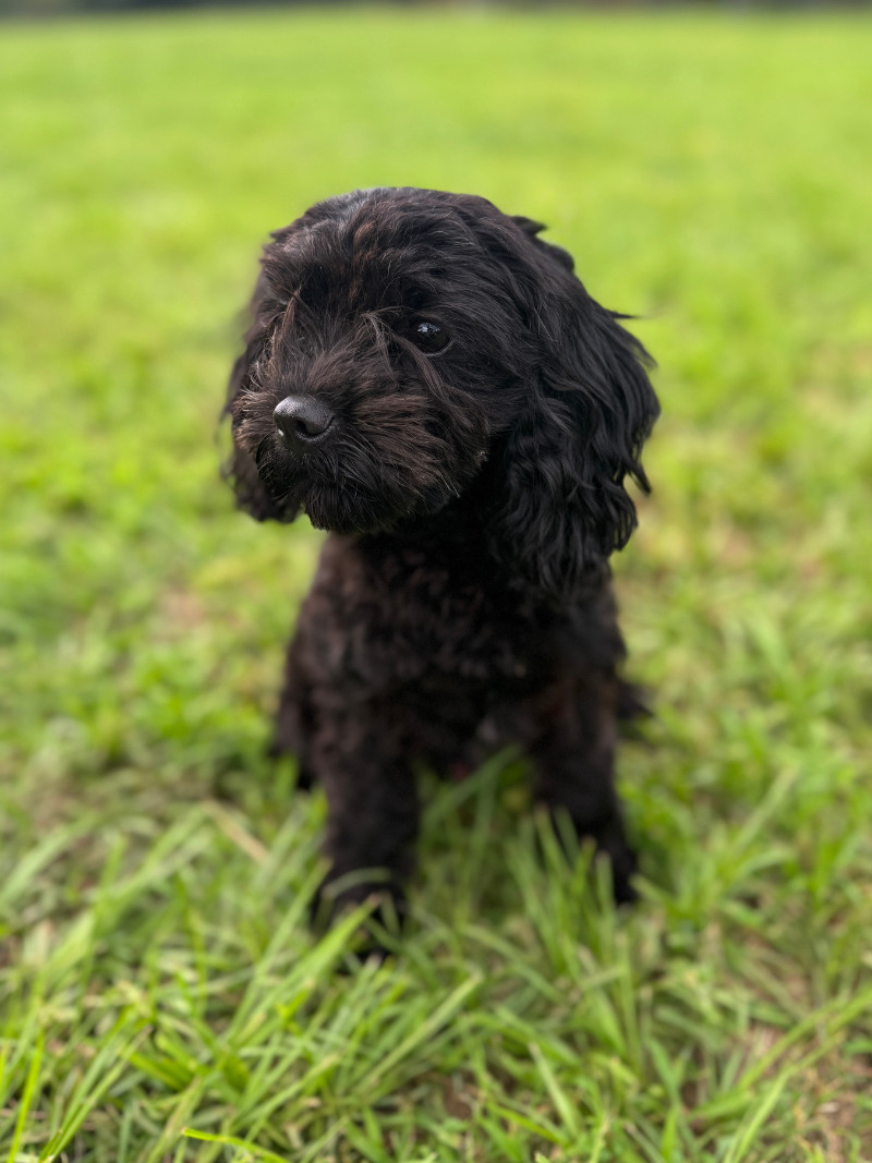 Papaya, an adoptable Cockapoo, Mixed Breed in Berkeley Heights, NJ, 07922 | Photo Image 3