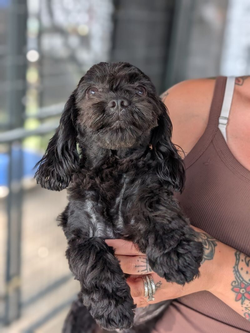 Papaya, an adoptable Cockapoo, Mixed Breed in Berkeley Heights, NJ, 07922 | Photo Image 4