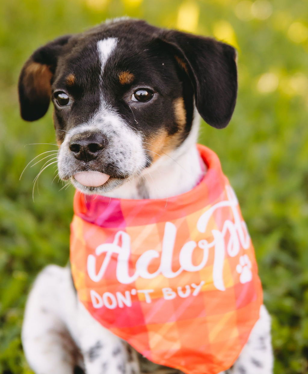 Miss Piggy *Arriving 6/28*