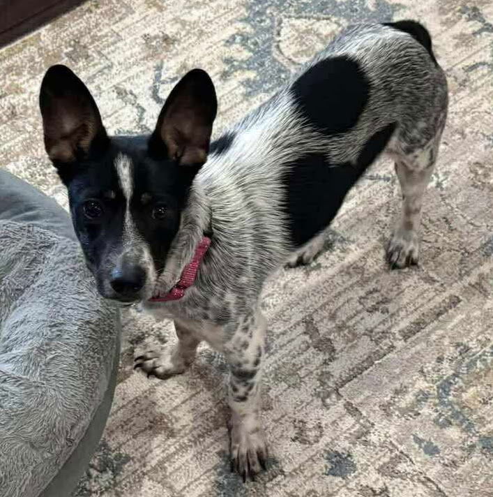 Sadie *Arriving 6/28*