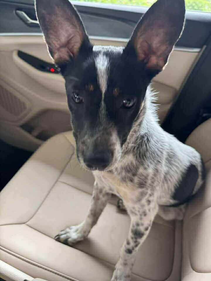 Sadie *Arriving 6/28*