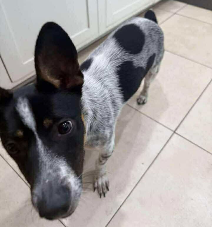 Sadie *Arriving 6/28*