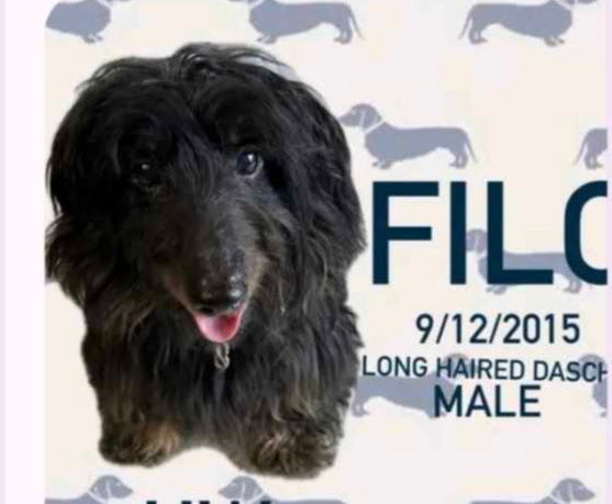 Filo *Arriving 6/28*