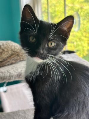 Toulouse, Baby Female Domestic Short Hair