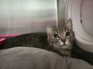 Edie Belle- Must Apply in Person, Adult Female Tabby