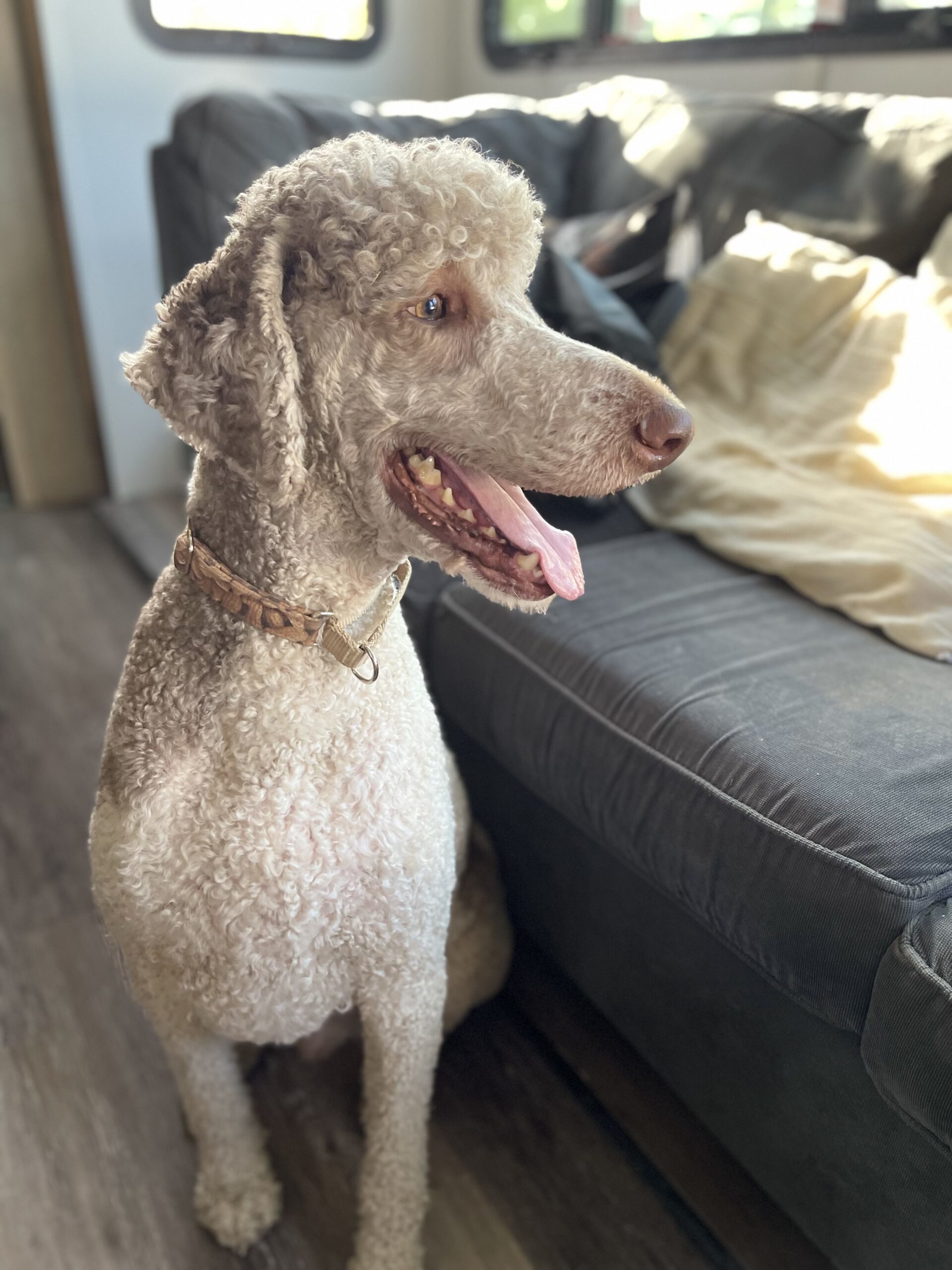Boomer, an adoptable Standard Poodle in Bowmanville, ON, L1C 4Y8 | Photo Image 1