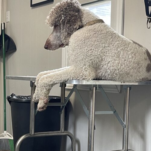 Boomer, an adoptable Standard Poodle in Bowmanville, ON, L1C 4Y8 | Photo Image 2