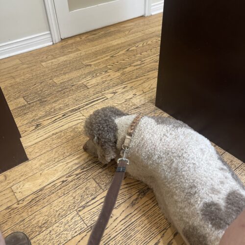 Boomer, an adoptable Standard Poodle in Bowmanville, ON, L1C 4Y8 | Photo Image 3