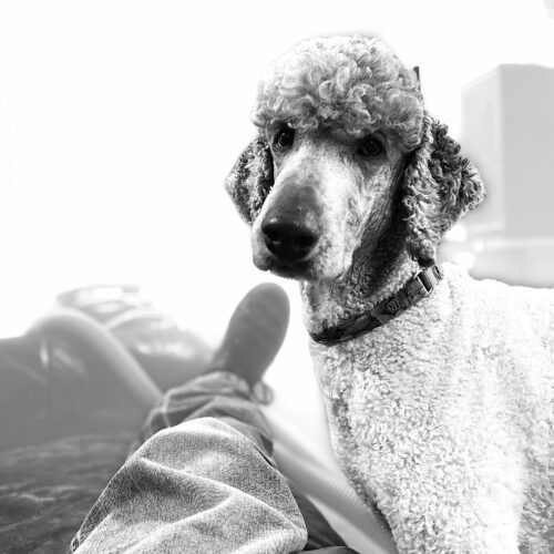 Boomer, an adoptable Standard Poodle in Bowmanville, ON, L1C 4Y8 | Photo Image 4