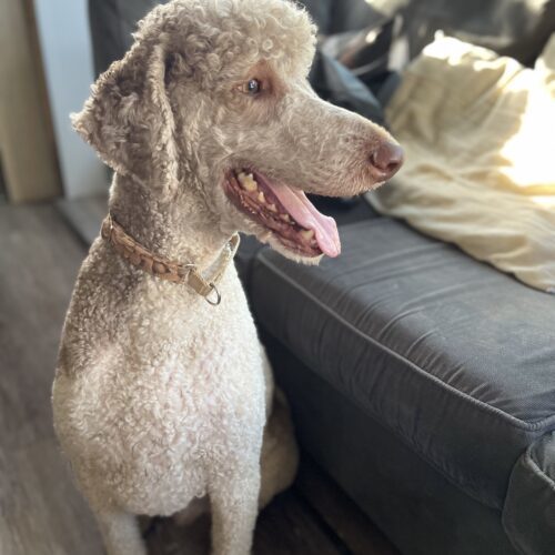 Boomer, an adoptable Standard Poodle in Bowmanville, ON, L1C 4Y8 | Photo Image 5