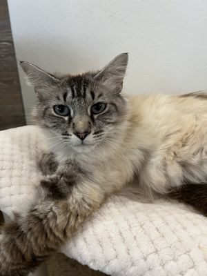 Mandy, Adult Female Siamese