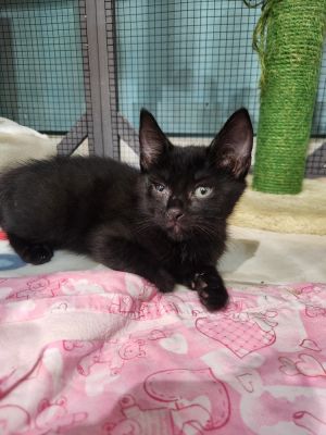 Hiccup (Lysomes), Baby Male Domestic Short Hair
