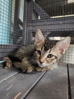 Tuffnut (Plasma), Baby Male Domestic Short Hair