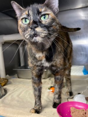 Trudy, Adult Female Domestic Short Hair