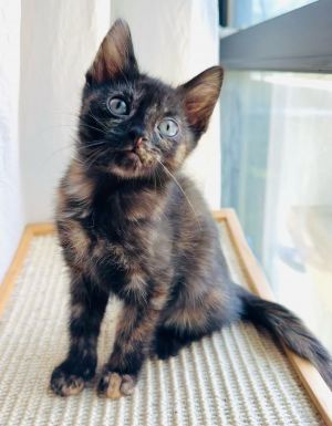 Tiramisu, Baby Female Domestic Short Hair