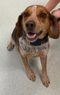 Rusty is a handsome three-year-old brown and white beagle He came into the shelter wearing an elect