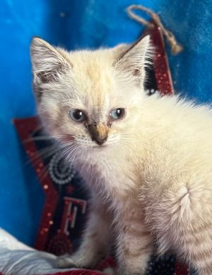 Meowtata, Baby Female Siamese