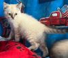 Meowtata photo 2