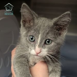 Kittens under 6 months old are adopted in pairs It is important for them to go to a home with