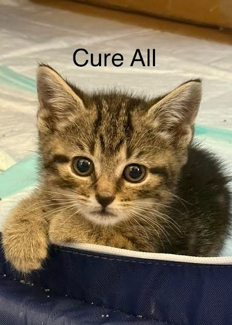 Cure All