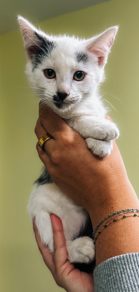 Humane Society Of Noble County