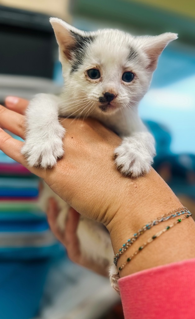 Humane Society Of Noble County