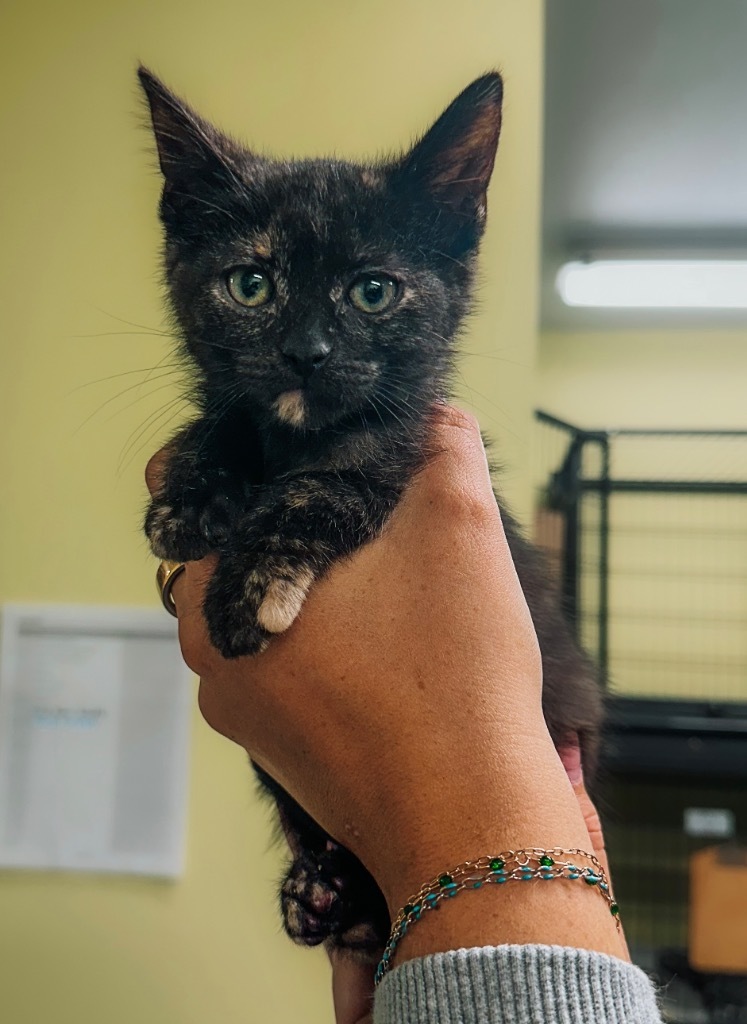ARK Animal Sanctuary