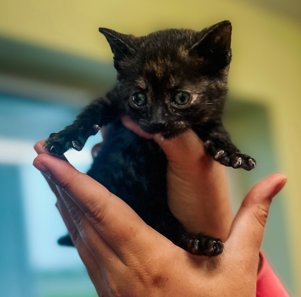 ARK Animal Sanctuary