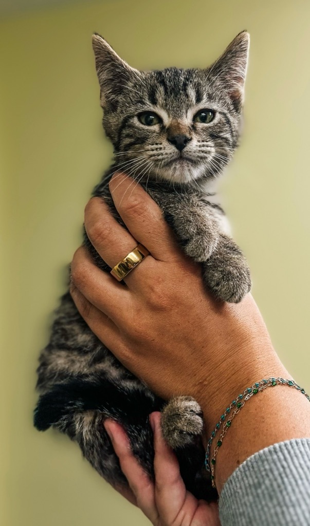 Community Humane Shelter Of Steuben County