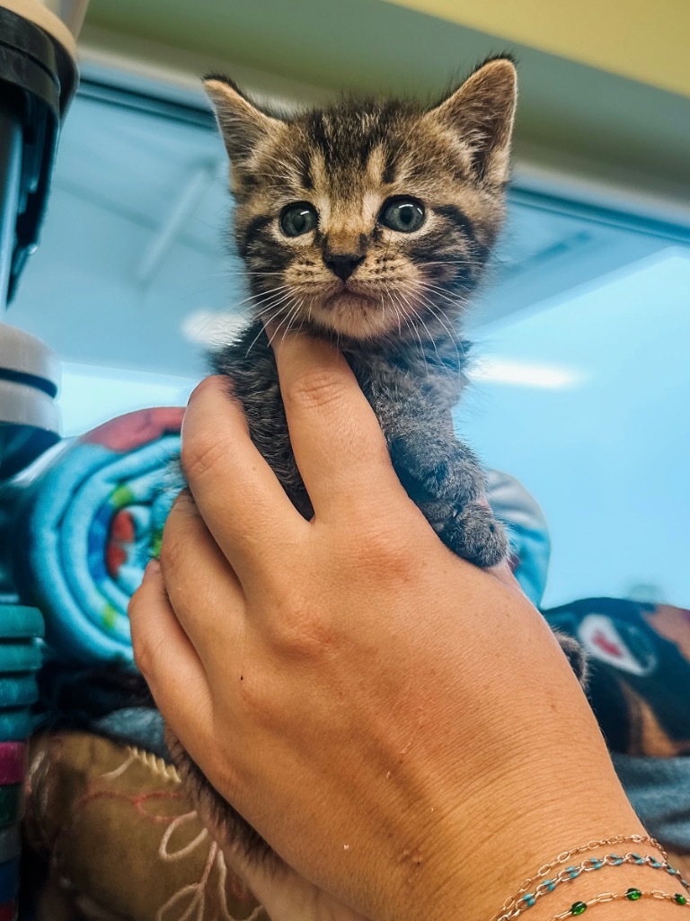 Community Humane Shelter Of Steuben County