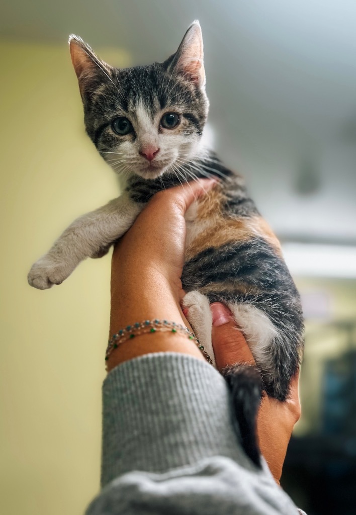Humane Fort Wayne