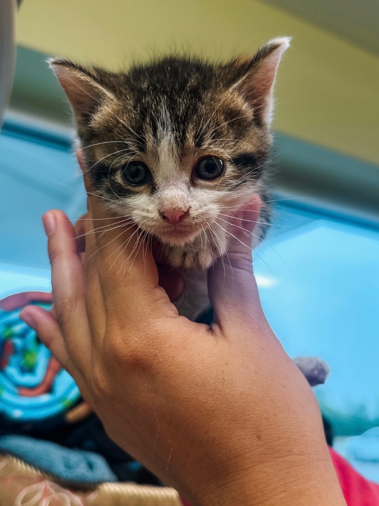 Humane Fort Wayne