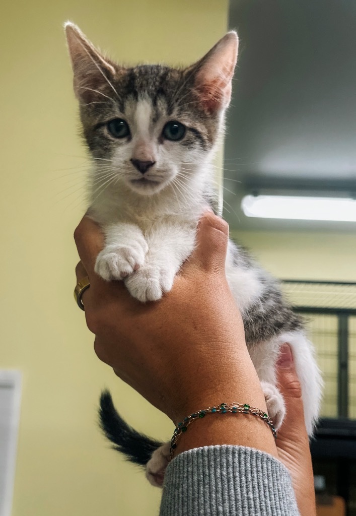Whitley County Humane Society