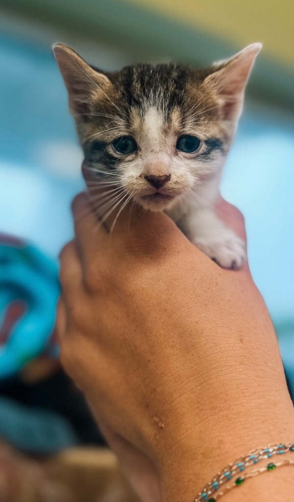 Whitley County Humane Society