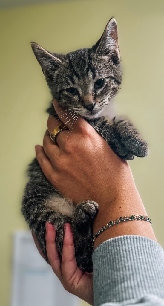 Fort Wayne Animal Care and Control