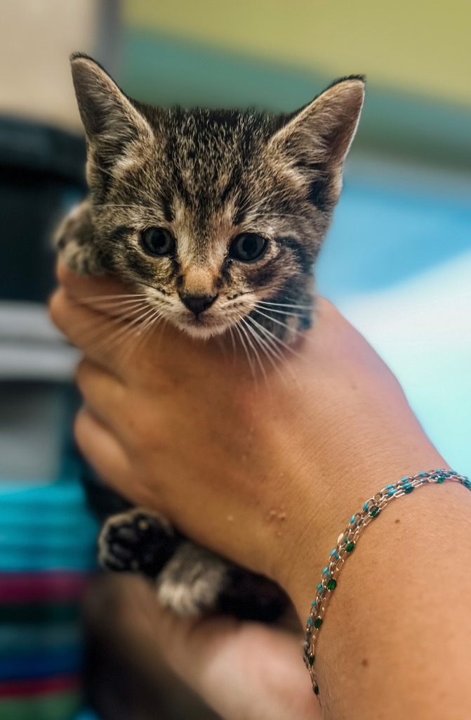 Fort Wayne Animal Care and Control
