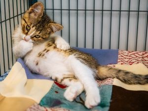 Lacky, Baby Male Domestic Short Hair