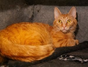 Fruit Basket, Young Female Domestic Short Hair