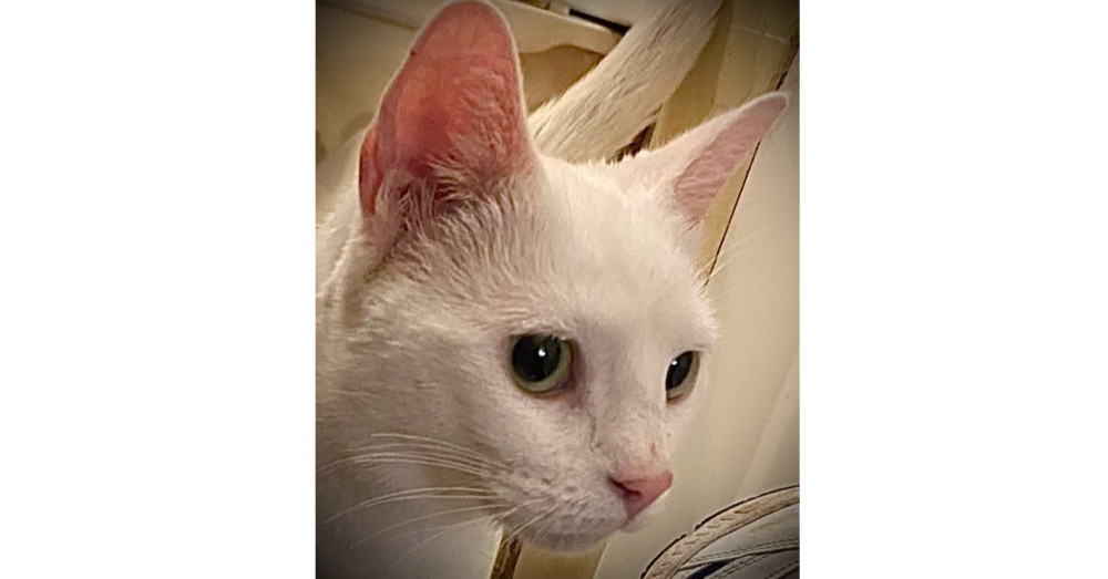 Hazel