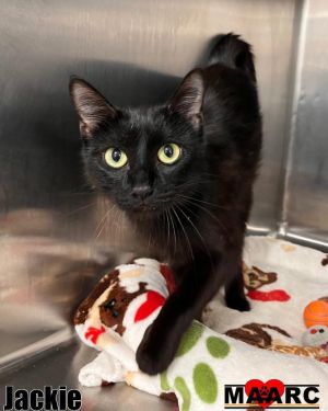 Meet Jackie - A Gentle Mama Ready for Her Forever Home Jackie is a stunning silky black cat with a