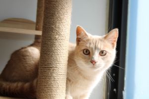 Pigeon, Young Male Domestic Short Hair