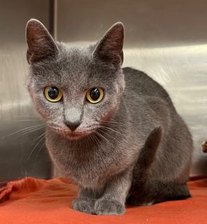 Hurricane, Adult Female Domestic Short Hair