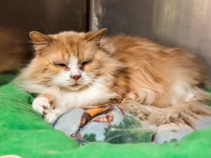 Stink Bug, Adult Male Domestic Medium Hair