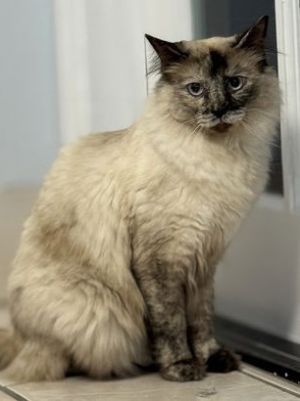 Aqua Domestic Long Hair Cat