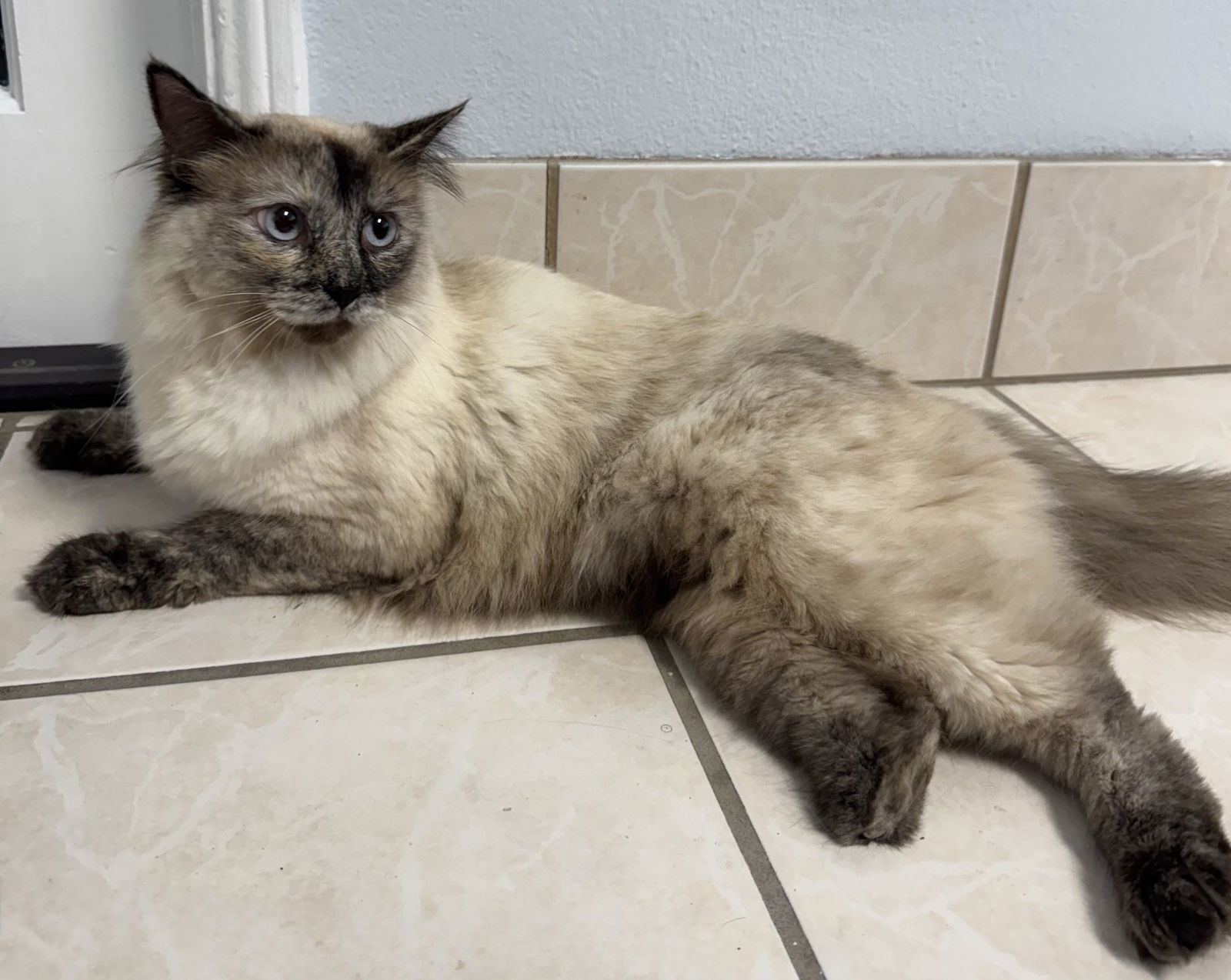 Aqua, an adoptable Siberian, Domestic Long Hair in Palo Alto, CA, 94306 | Photo Image 2