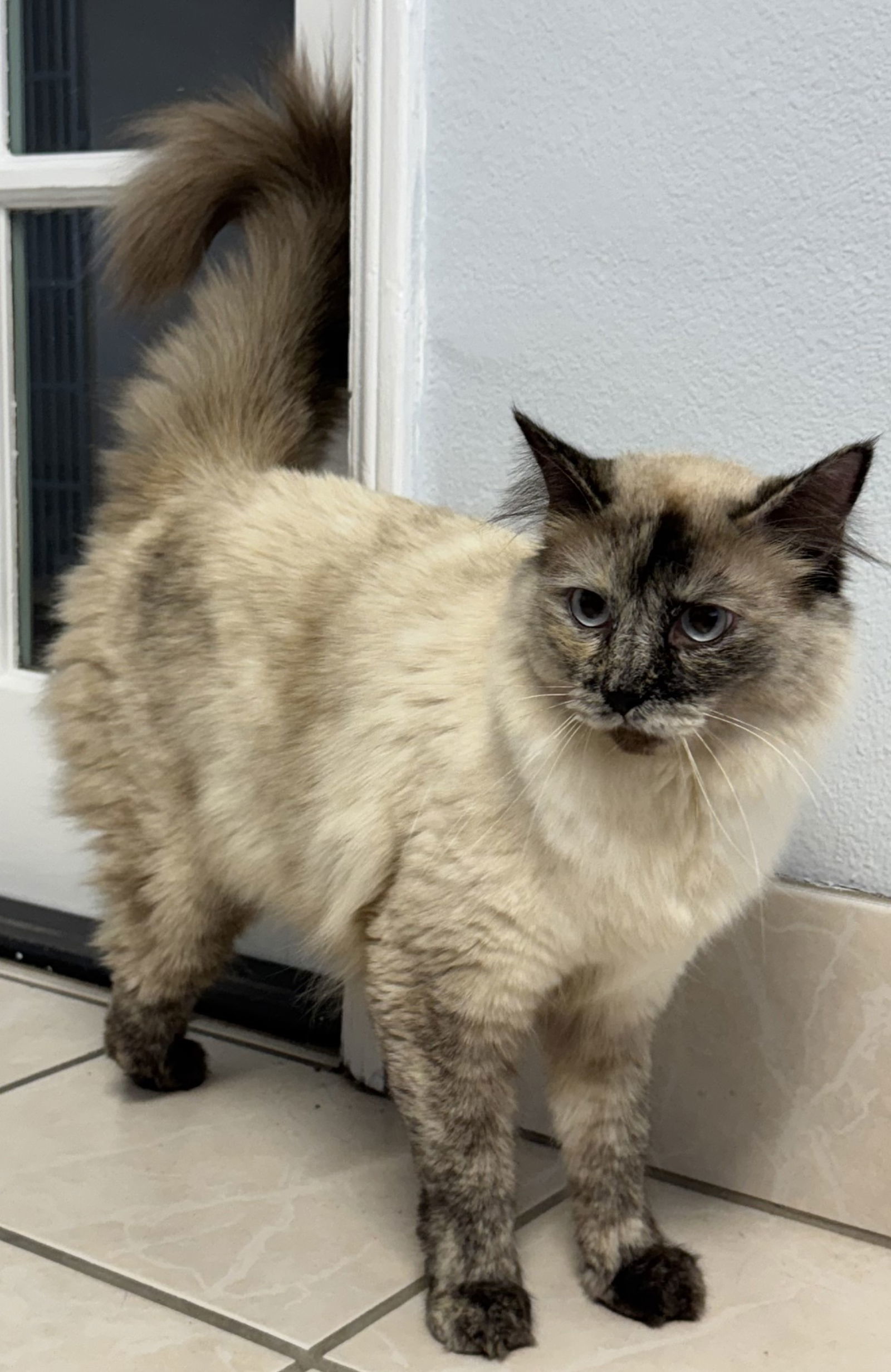 Aqua, an adoptable Siberian, Domestic Long Hair in Palo Alto, CA, 94306 | Photo Image 3