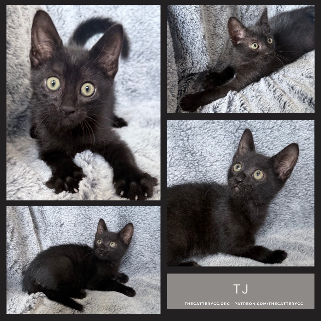TJ