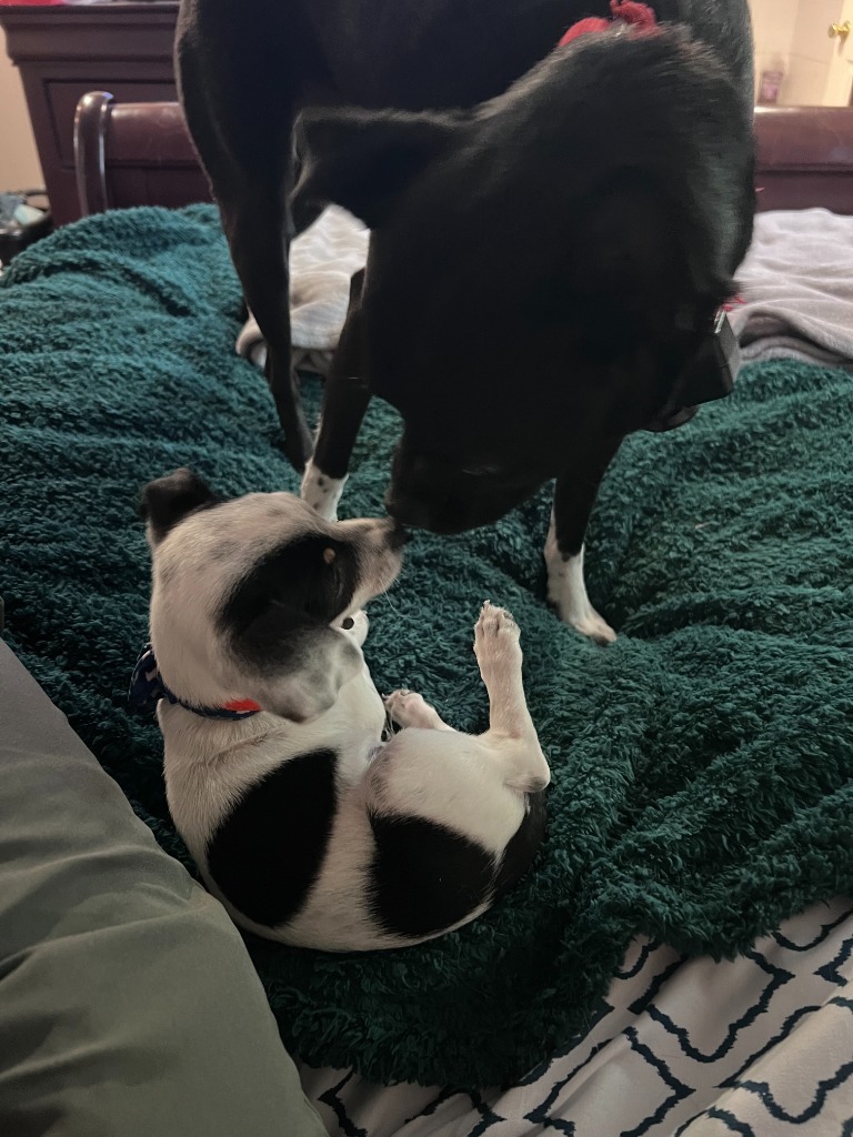 Buddy