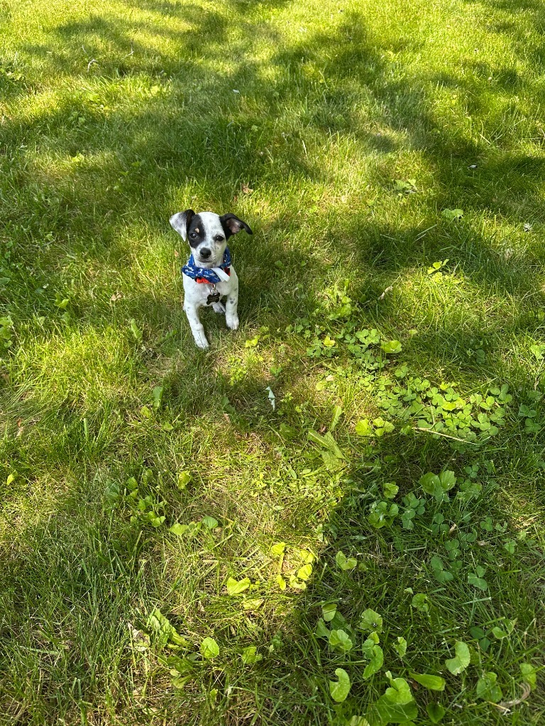 Buddy